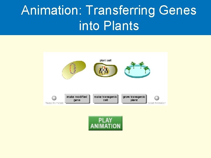 Animation: Transferring Genes into Plants 