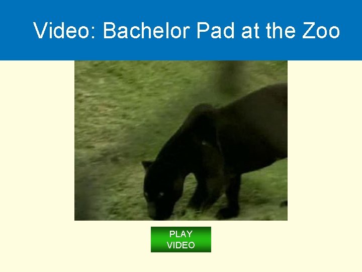 Video: Bachelor Pad at the Zoo PLAY VIDEO 