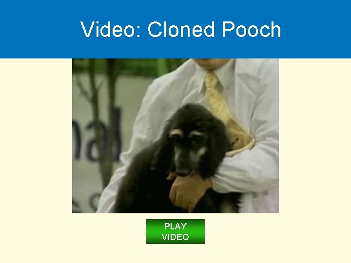 Video: Cloned Pooch PLAY VIDEO 