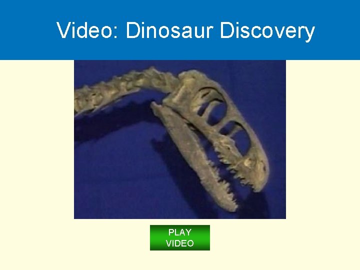Video: Dinosaur Discovery PLAY VIDEO 