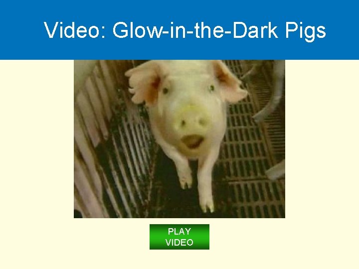 Video: Glow-in-the-Dark Pigs PLAY VIDEO 