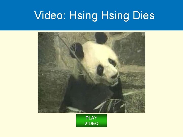 Video: Hsing Dies PLAY VIDEO 