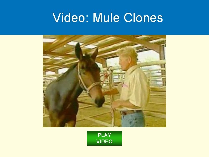 Video: Mule Clones PLAY VIDEO 