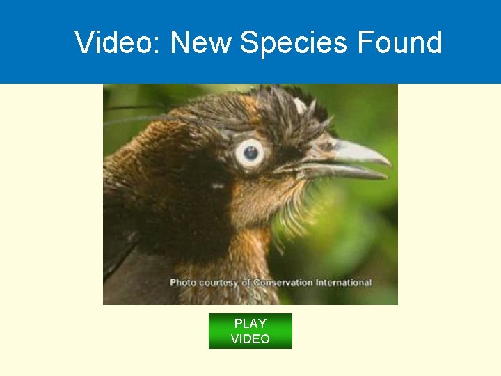 Video: New Species Found PLAY VIDEO 