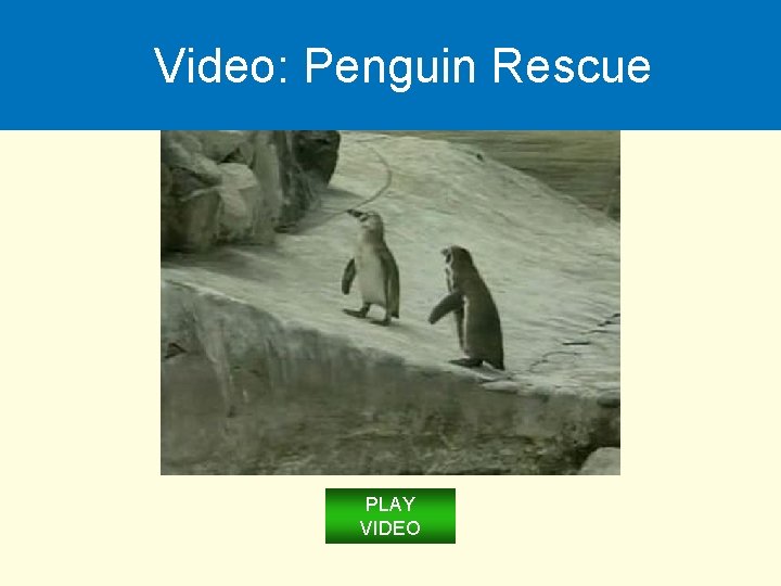 Video: Penguin Rescue PLAY VIDEO 