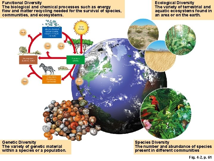 Functional Diversity The biological and chemical processes such as energy flow and matter recycling