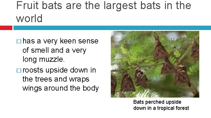 Fruit bats are the largest bats in the world � has a very keen
