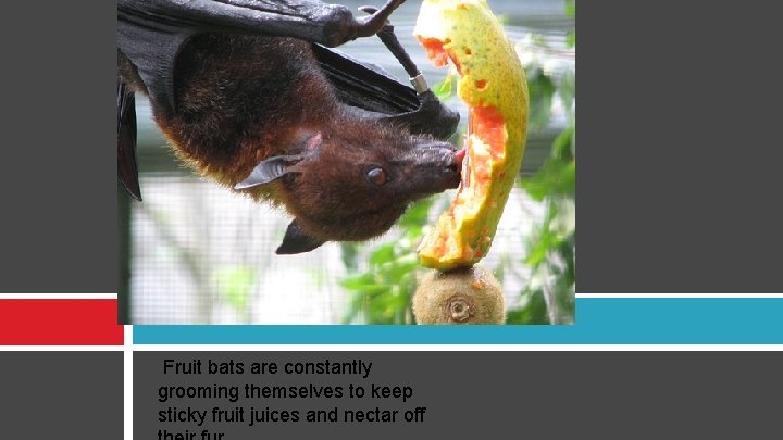 Fruit bats are constantly grooming themselves to keep sticky fruit juices and nectar off