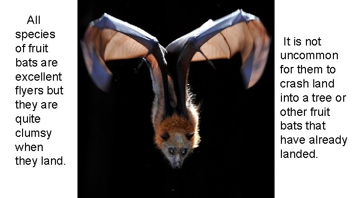 fly. All species of fruit bats are excellent flyers but they are quite clumsy
