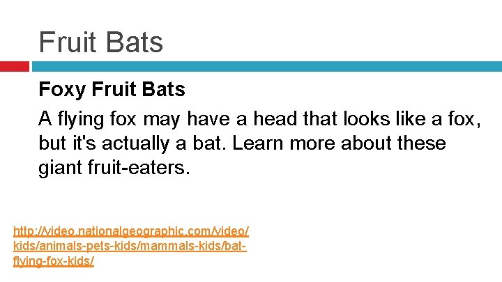 Fruit Bats Foxy Fruit Bats A flying fox may have a head that looks