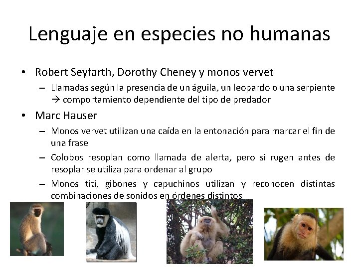 Lenguaje en especies no humanas • Robert Seyfarth, Dorothy Cheney y monos vervet –