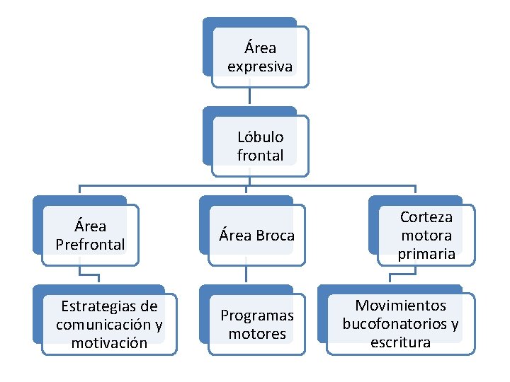 Área expresiva Lóbulo frontal Área Prefrontal Estrategias de comunicación y motivación Área Broca Corteza