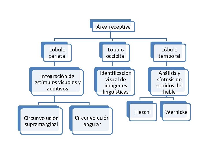 Área receptiva Lóbulo parietal Lóbulo occipital Lóbulo temporal Integración de estímulos visuales y auditivos