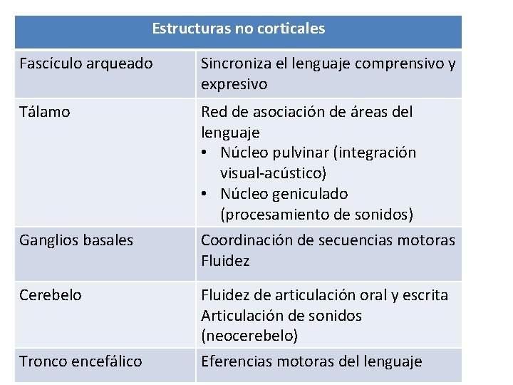 Estructuras no corticales Fascículo arqueado Sincroniza el lenguaje comprensivo y expresivo Tálamo Red de