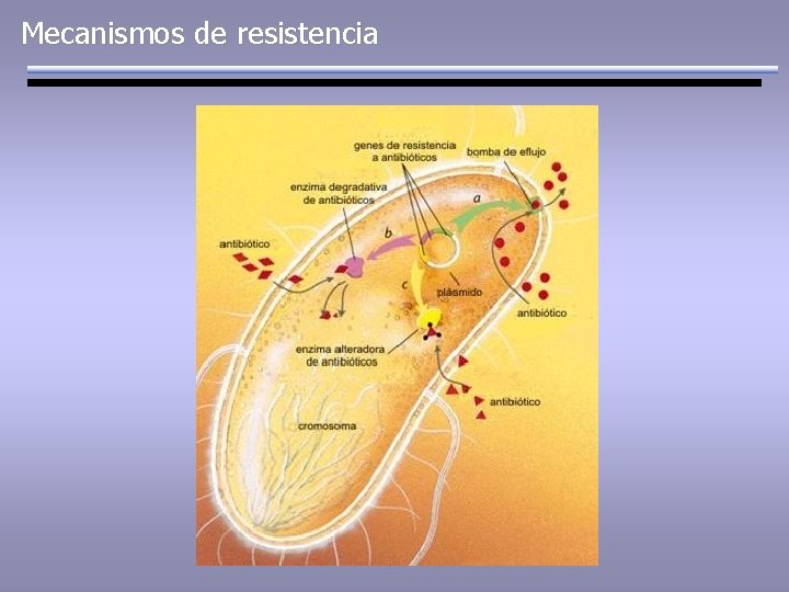 Mecanismos de resistencia 