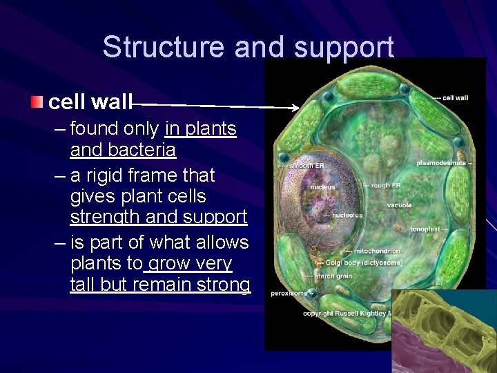 Structure and support cell wall – found only in plants and bacteria – a Structure and support cell wall – found only in plants and bacteria – a