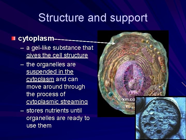 Structure and support cytoplasm – a gel-like substance that gives the cell structure – Structure and support cytoplasm – a gel-like substance that gives the cell structure –