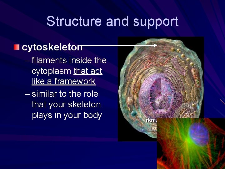 Structure and support cytoskeleton – filaments inside the cytoplasm that act like a framework Structure and support cytoskeleton – filaments inside the cytoplasm that act like a framework