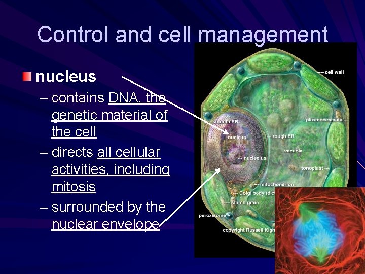 Control and cell management nucleus – contains DNA, the genetic material of the cell Control and cell management nucleus – contains DNA, the genetic material of the cell