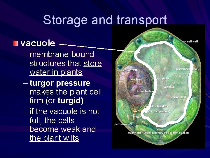 Storage and transport vacuole – membrane-bound structures that store water in plants – turgor Storage and transport vacuole – membrane-bound structures that store water in plants – turgor