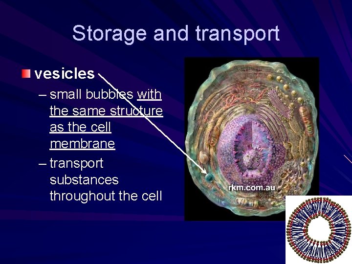 Storage and transport vesicles – small bubbles with the same structure as the cell Storage and transport vesicles – small bubbles with the same structure as the cell
