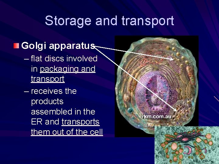Storage and transport Golgi apparatus – flat discs involved in packaging and transport – Storage and transport Golgi apparatus – flat discs involved in packaging and transport –