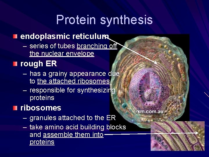 Protein synthesis endoplasmic reticulum – series of tubes branching off the nuclear envelope rough Protein synthesis endoplasmic reticulum – series of tubes branching off the nuclear envelope rough