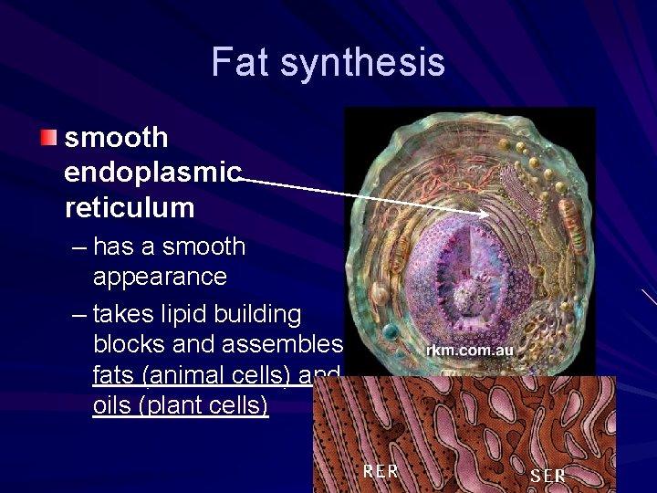 Fat synthesis smooth endoplasmic reticulum – has a smooth appearance – takes lipid building Fat synthesis smooth endoplasmic reticulum – has a smooth appearance – takes lipid building