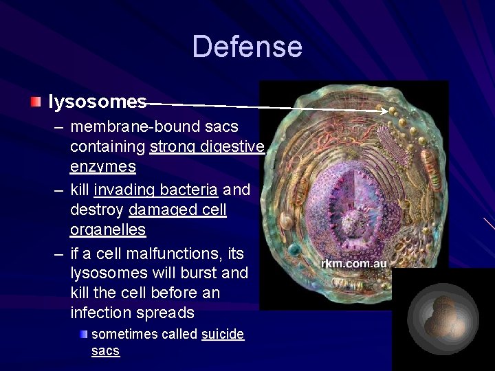 Defense lysosomes – membrane-bound sacs containing strong digestive enzymes – kill invading bacteria and Defense lysosomes – membrane-bound sacs containing strong digestive enzymes – kill invading bacteria and