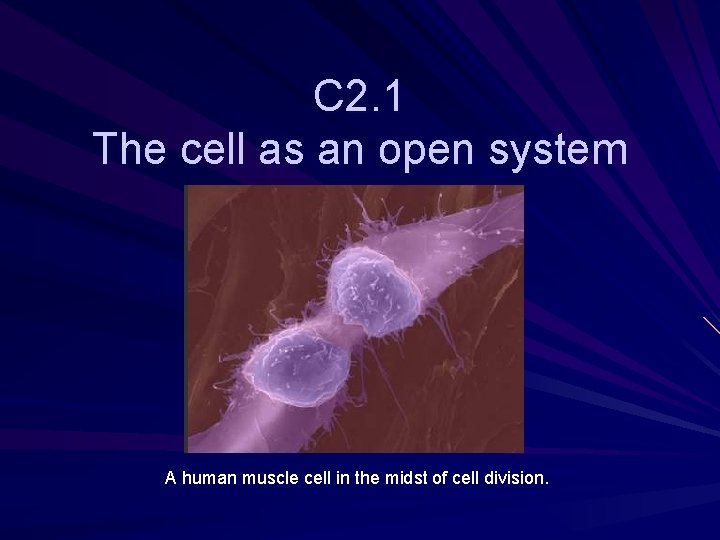 C 2. 1 The cell as an open system A human muscle cell in C 2. 1 The cell as an open system A human muscle cell in