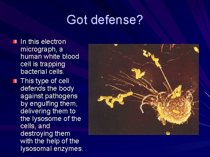 Got defense? In this electron micrograph, a human white blood cell is trapping bacterial Got defense? In this electron micrograph, a human white blood cell is trapping bacterial