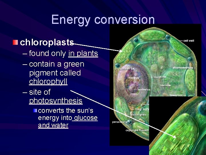 Energy conversion chloroplasts – found only in plants – contain a green pigment called Energy conversion chloroplasts – found only in plants – contain a green pigment called