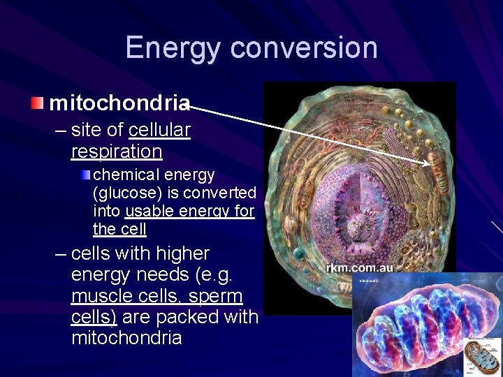 Energy conversion mitochondria – site of cellular respiration chemical energy (glucose) is converted into Energy conversion mitochondria – site of cellular respiration chemical energy (glucose) is converted into