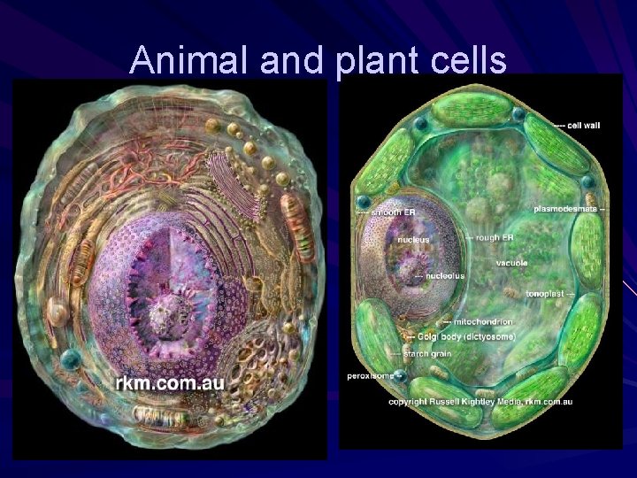 Animal and plant cells Animal and plant cells