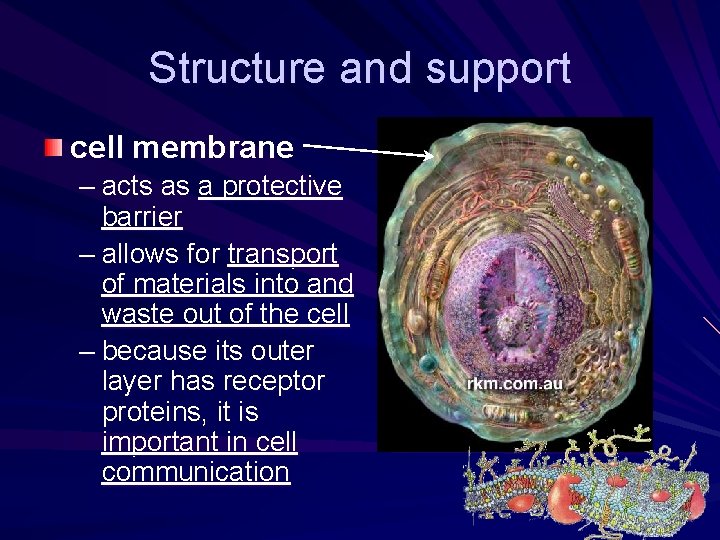 Structure and support cell membrane – acts as a protective barrier – allows for Structure and support cell membrane – acts as a protective barrier – allows for