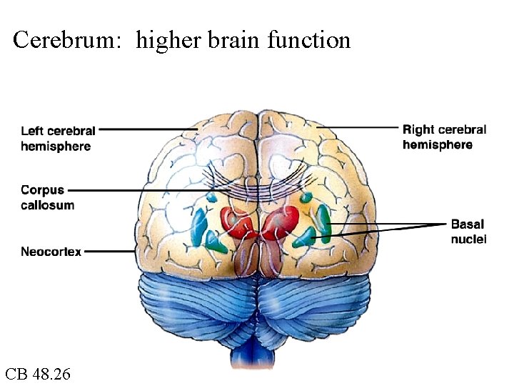 Cerebrum: higher brain function CB 48. 26 