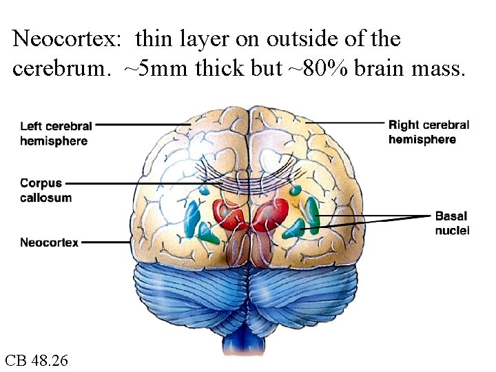 Neocortex: thin layer on outside of the cerebrum. ~5 mm thick but ~80% brain