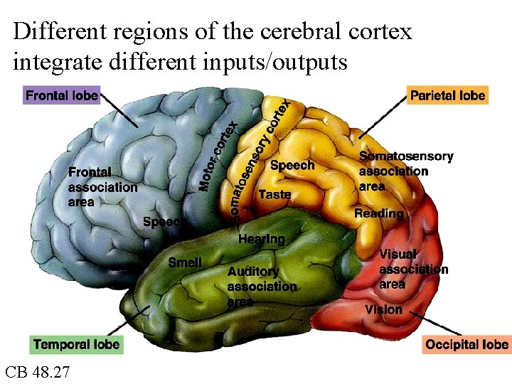 Different regions of the cerebral cortex integrate different inputs/outputs CB 48. 27 
