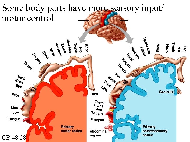 Some body parts have more sensory input/ motor control CB 48. 28 