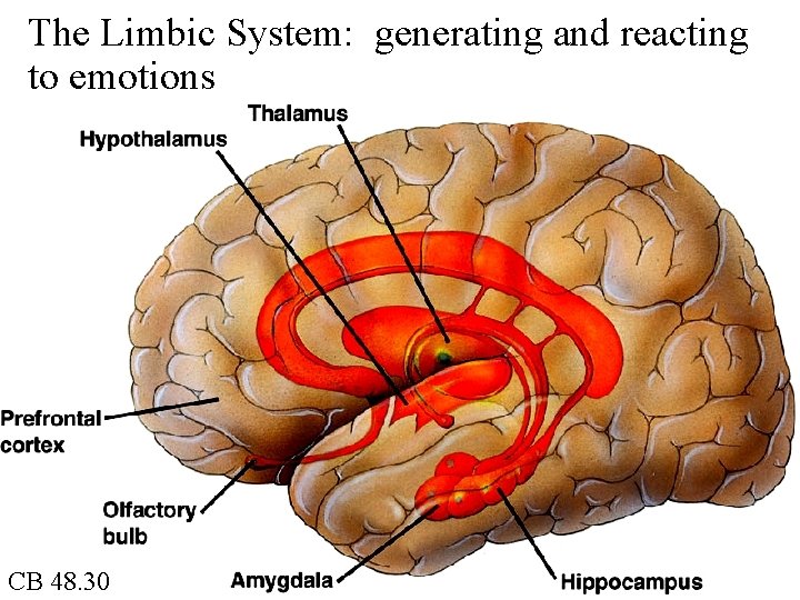 The Limbic System: generating and reacting to emotions CB 48. 30 