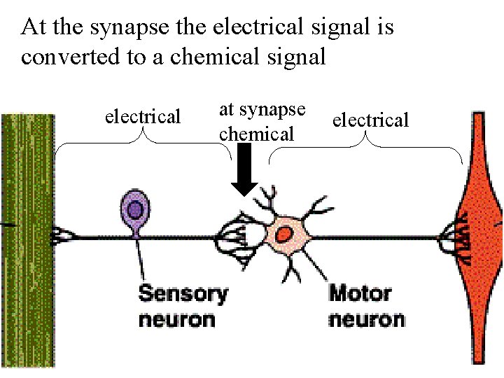 At the synapse the electrical signal is converted to a chemical signal electrical at