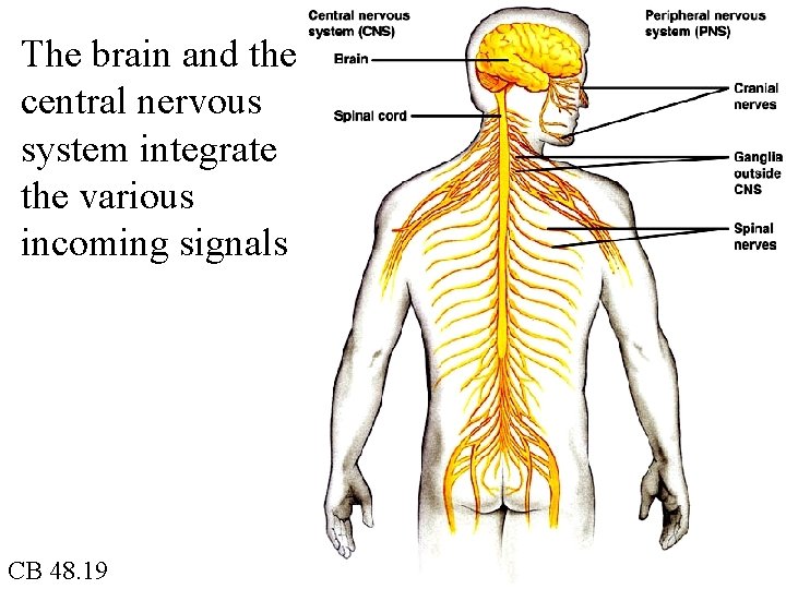 The brain and the central nervous system integrate the various incoming signals CB 48.