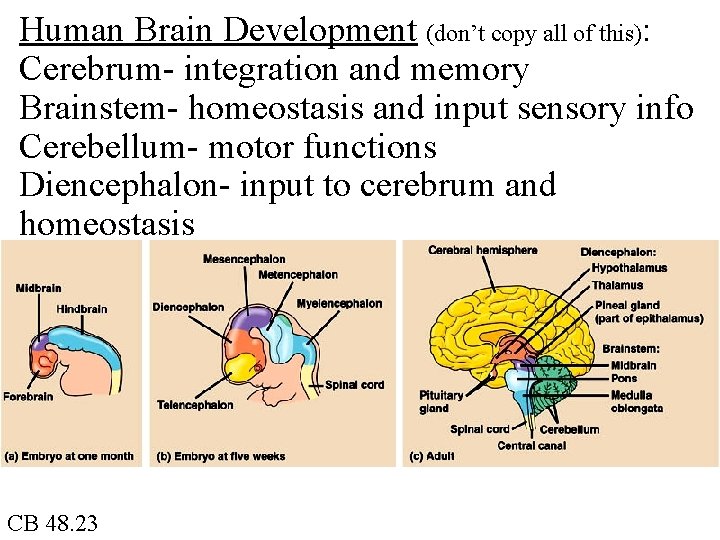 Human Brain Development (don’t copy all of this): Cerebrum- integration and memory Brainstem- homeostasis