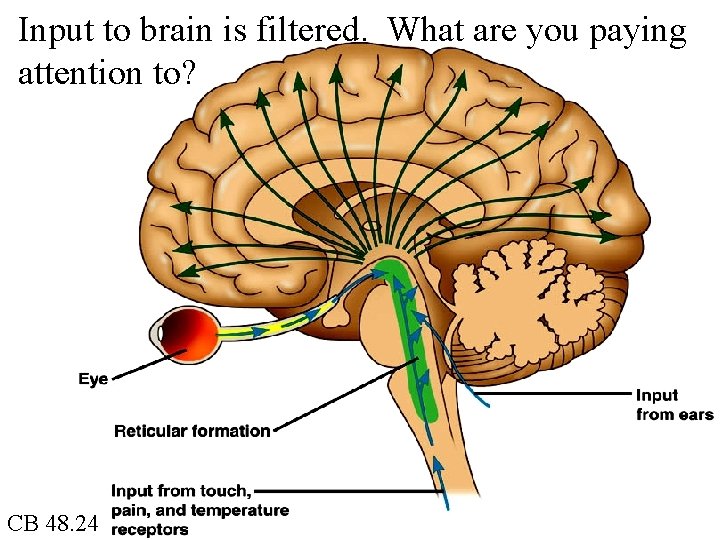 Input to brain is filtered. What are you paying attention to? CB 48. 24