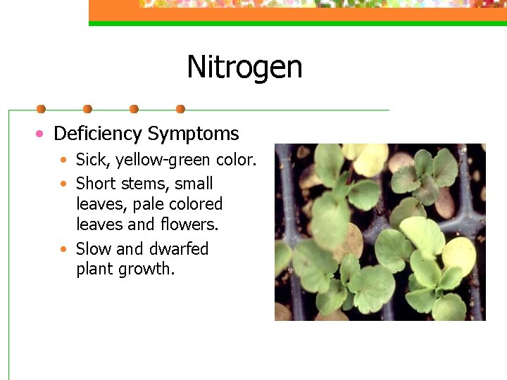 Nitrogen • Deficiency Symptoms • Sick, yellow-green color. • Short stems, small leaves, pale