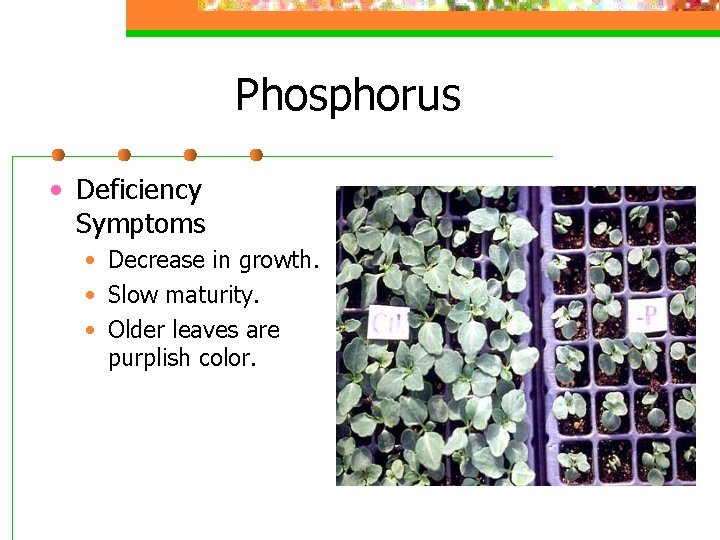 Phosphorus • Deficiency Symptoms • Decrease in growth. • Slow maturity. • Older leaves