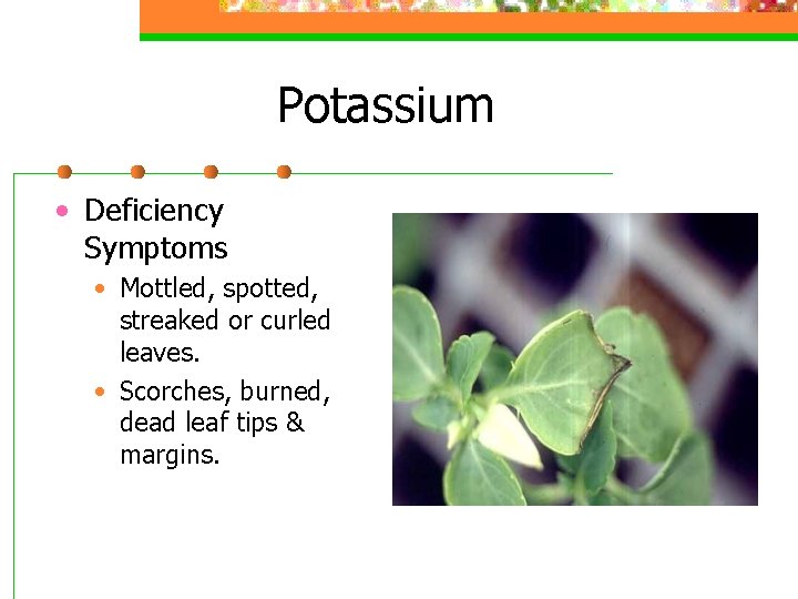 Potassium • Deficiency Symptoms • Mottled, spotted, streaked or curled leaves. • Scorches, burned,