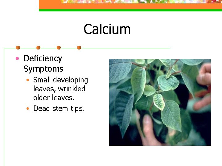Calcium • Deficiency Symptoms • Small developing leaves, wrinkled older leaves. • Dead stem