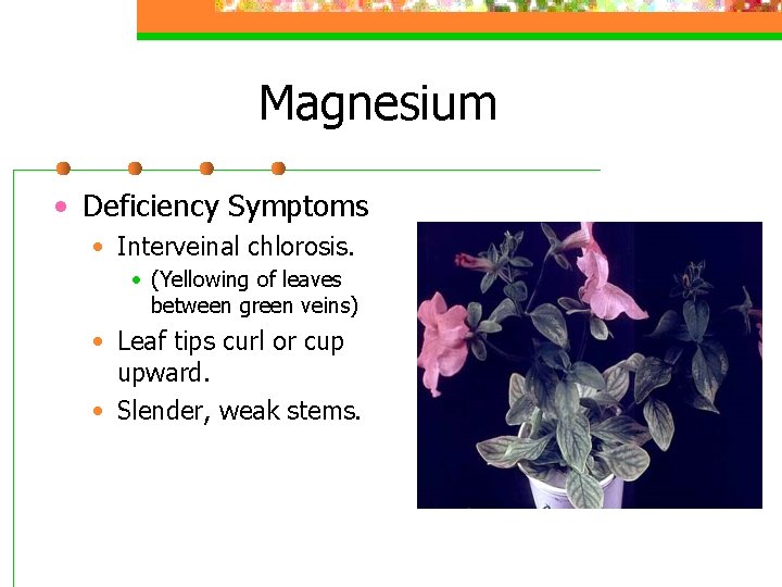 Magnesium • Deficiency Symptoms • Interveinal chlorosis. • (Yellowing of leaves between green veins)