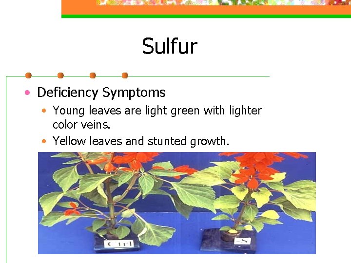 Sulfur • Deficiency Symptoms • Young leaves are light green with lighter color veins.